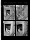 Mama dog with puppies (4 Negatives) July undated, 1959 [Sleeve 74, Folder c, Box 18]